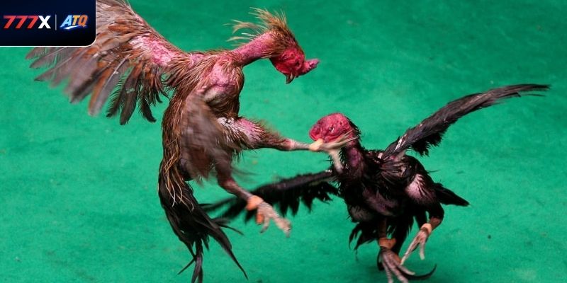 Tìm hiểu sức cuốn hút của đá gà thái lan